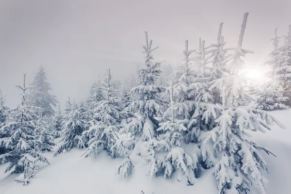 Paesaggio invernale winterfantastic. — Foto Stock