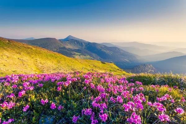 Pembe ormangülü çiçek yaz dağ — Stok fotoğraf