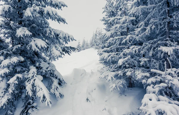 幻想的な冬の風景 — ストック写真