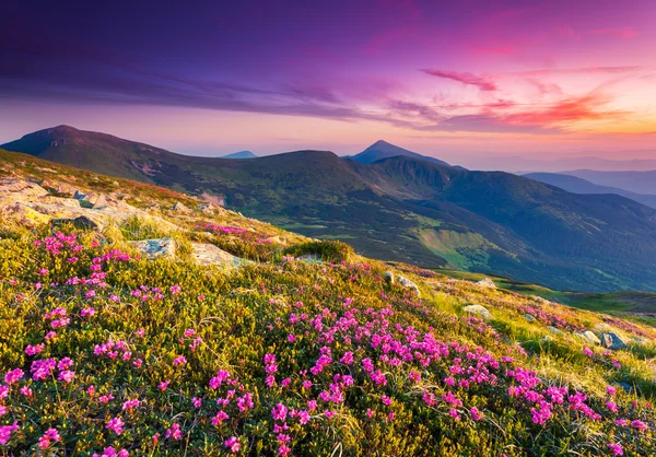 Pink rhododendron flowers on summer mountain — Stock Photo, Image
