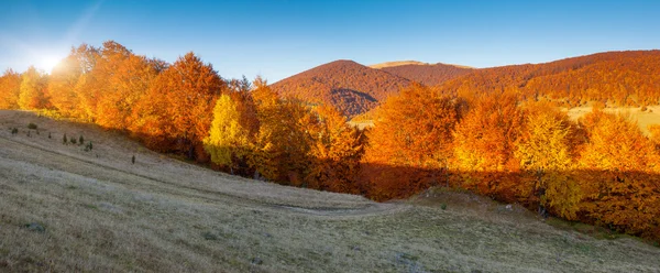 カラフルな森林と青い空と山の風景 — ストック写真