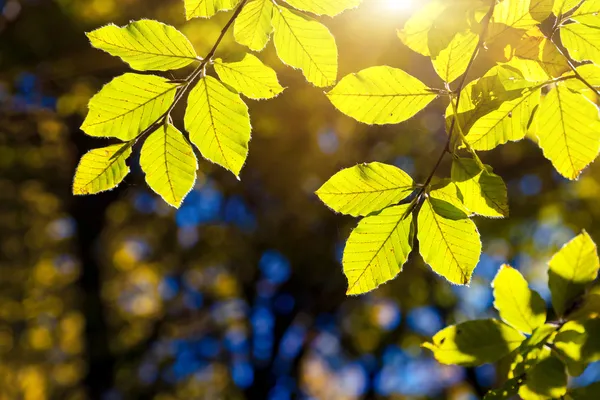 Foglie colorate luminose nella foresta d'autunno — Foto Stock