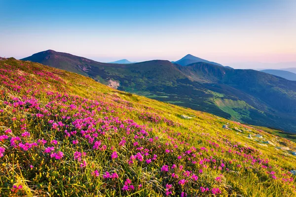 pembe ormangülü çiçek yaz dağ