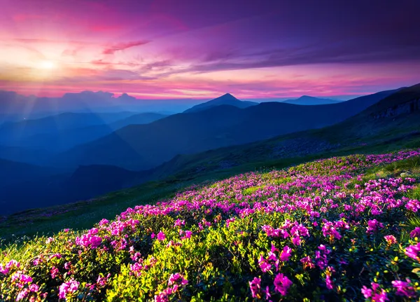 Pink rhododendron flowers on summer mountain Stock Image