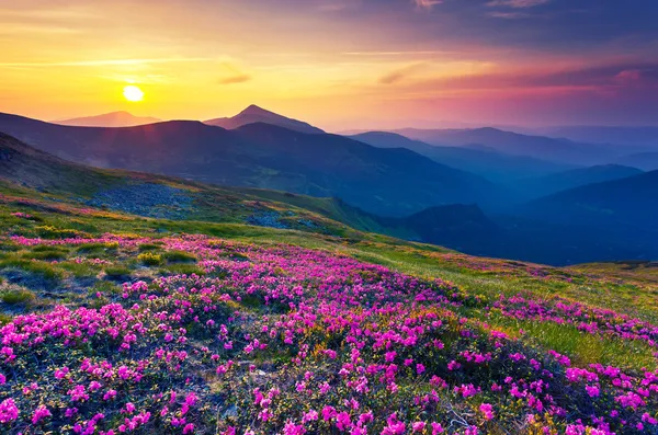 Pink rhododendron flowers on summer mountain Stock Image