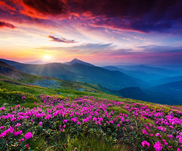 Pink rhododendron flowers on summer mountain Royalty Free Stock Images