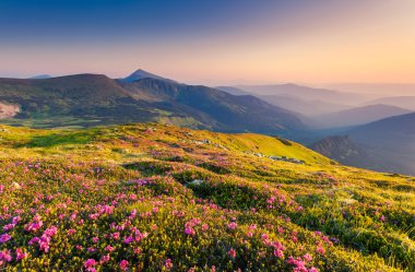 Yaz dağ sihirli pembe ormangülü çiçek