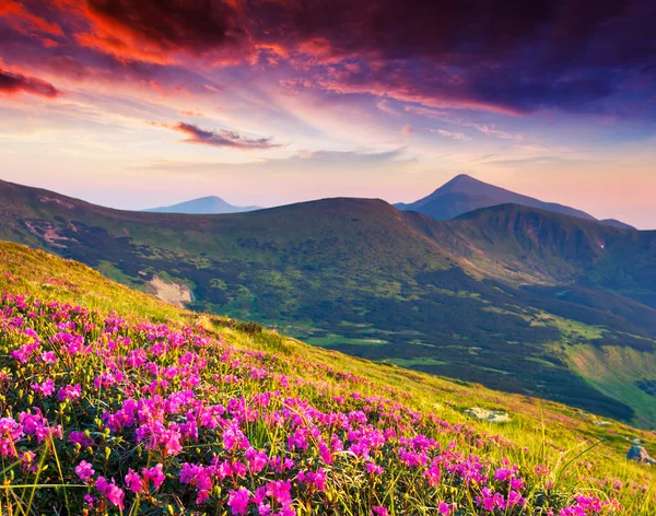 Flores de rododendro rosa na montanha de verão — Fotografia de Stock