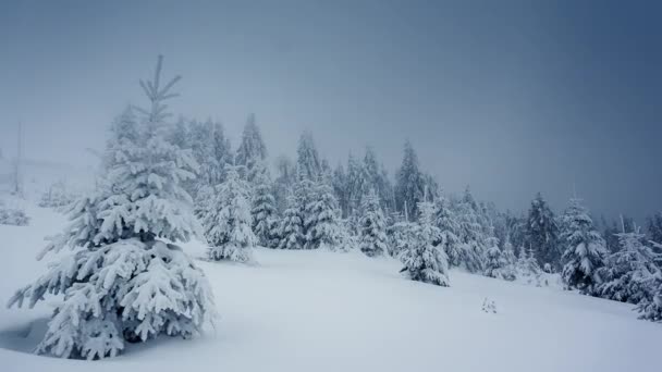 Paesaggio invernale con alberi innevati. — Video Stock