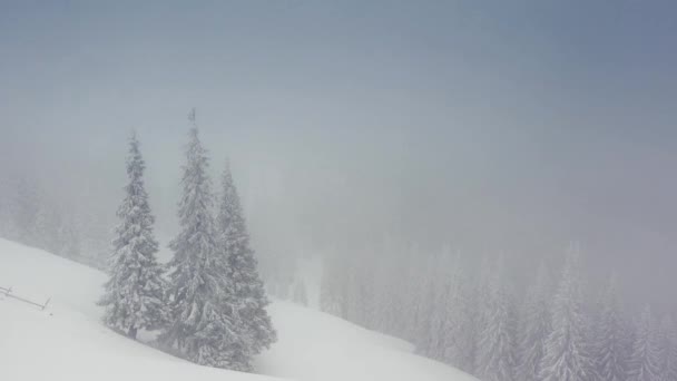 Paisaje invernal con árboles cubiertos de nieve — Vídeos de Stock