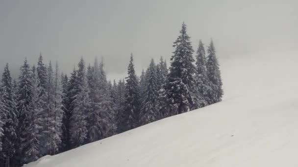 Karla kaplı ağaçlarla kaplı manzara — Stok video