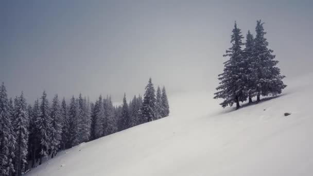 Landskap med snötäckta träd — Stockvideo