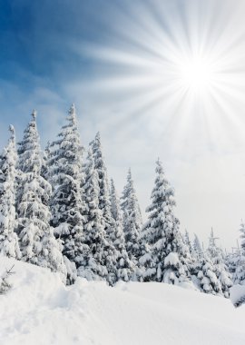 Ağaç donuyla kaplı ağaçlar