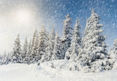 Ağaç donuyla kaplı ağaçlar