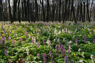 güzel çiçekler ile orman.