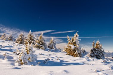 Ağaç donuyla kaplı ağaçlar