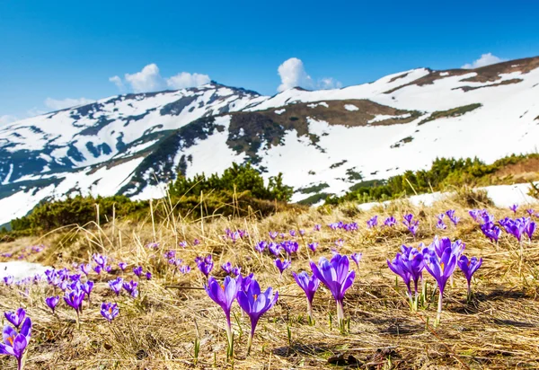 Springtime in the mountains — Stock Photo, Image