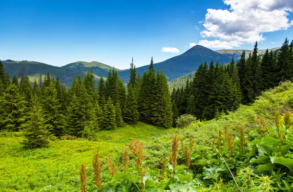 Sonniger Tag ist im Berg — Stockfoto