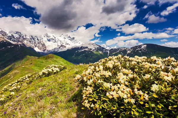 Alpine meadows — Stock Photo, Image