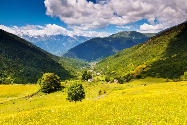 高山草甸 — 图库照片