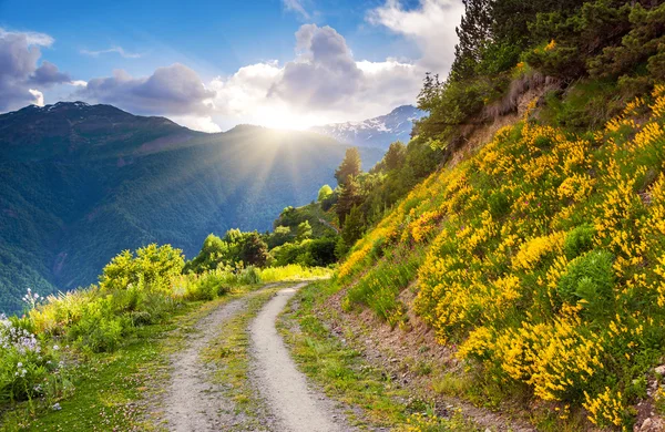Beautiful view of alpine meadows — Stock Photo, Image