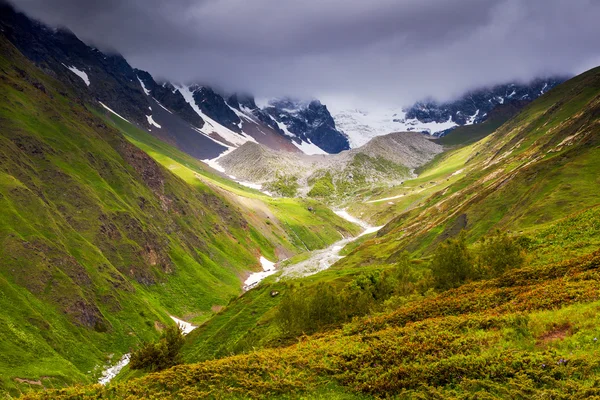 Almwiesen — Stockfoto