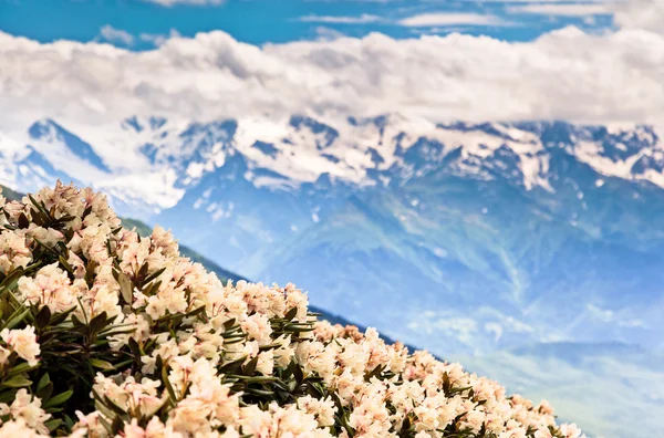 Alpský kopce a hory v Alpách — Stock fotografie