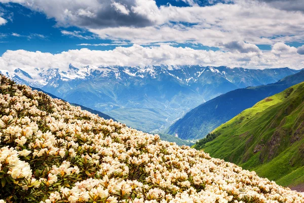 Dağ üst — Stok fotoğraf