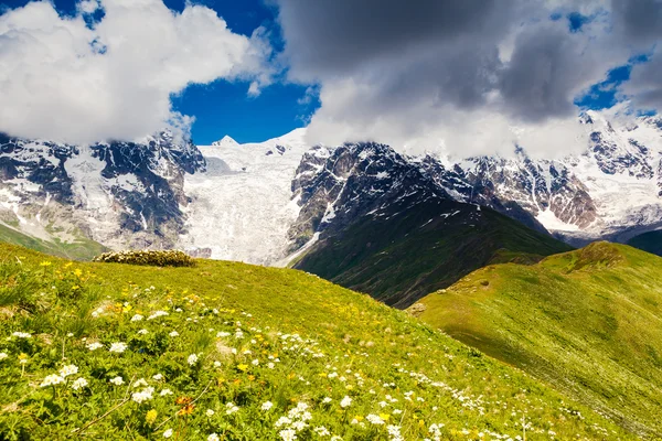 Alpenweiden — Stockfoto