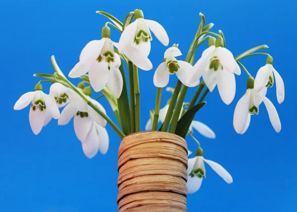Bouquet snowdrops in a vase — Stock Photo, Image