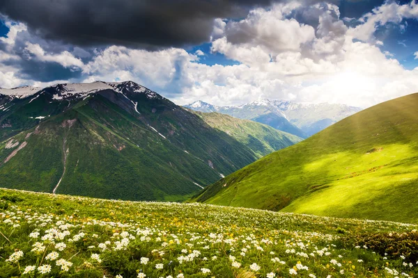 Alpenweiden — Stockfoto