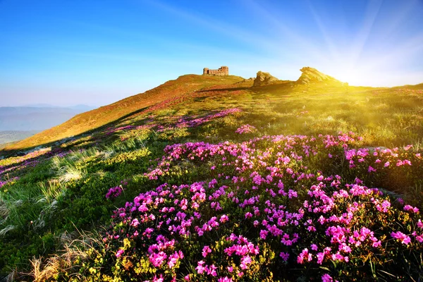 Ormangülü çiçek yaz dağ — Stok fotoğraf