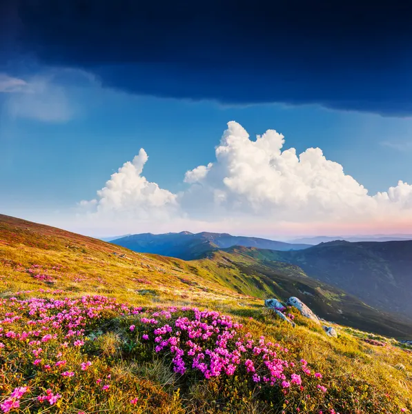Pink rhododendron flowers on summer mountain — Stock Photo, Image