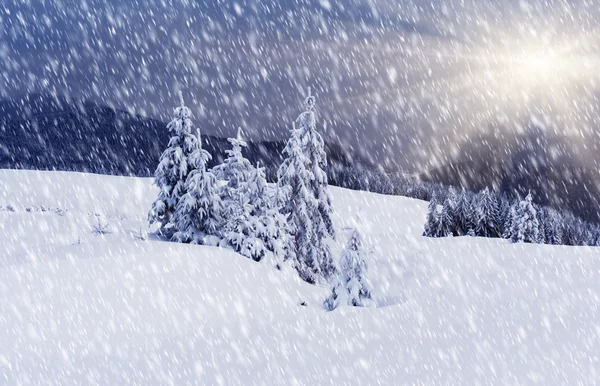 Träd täckta med hesparfrost — Stockfoto