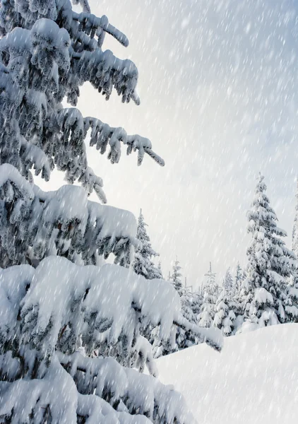 Träd täckta med hesparfrost — Stockfoto