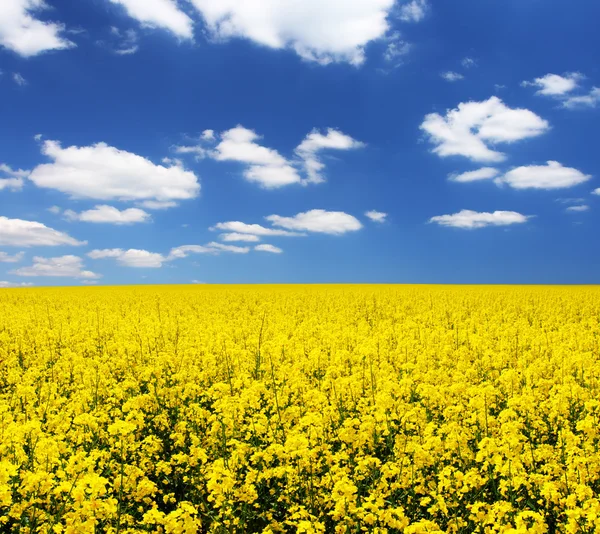 Spring yellow field — Stock Photo, Image