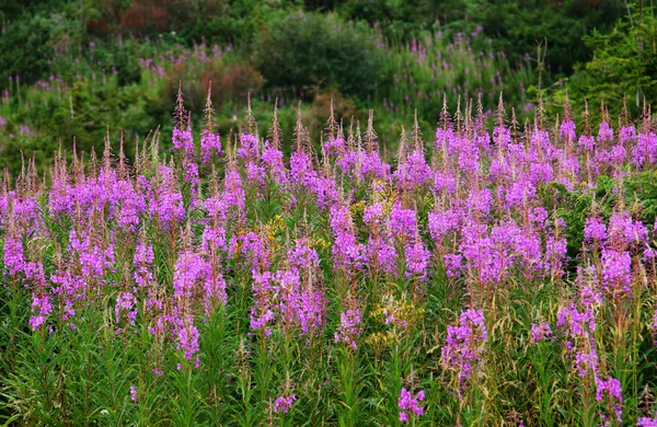 Spring flowers in the forest — Stock Photo, Image