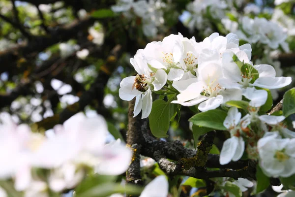 Apfelbaum — Stockfoto