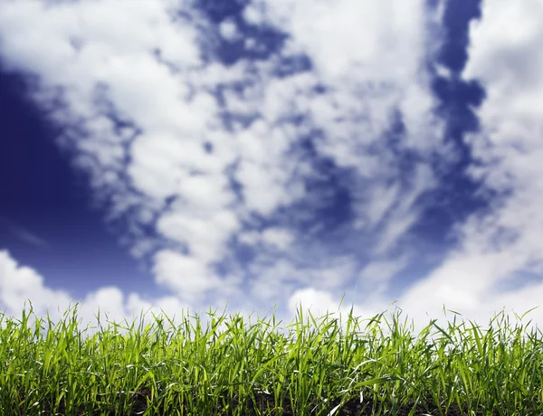 Campo de primavera y el hermoso cielo azul —  Fotos de Stock