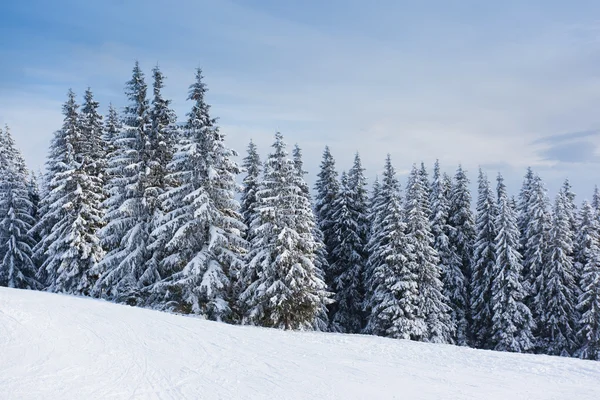 Ağaç donuyla kaplı ağaçlar — Stok fotoğraf