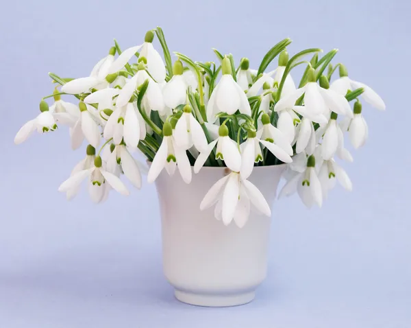 Snowdrops — Stock Photo, Image