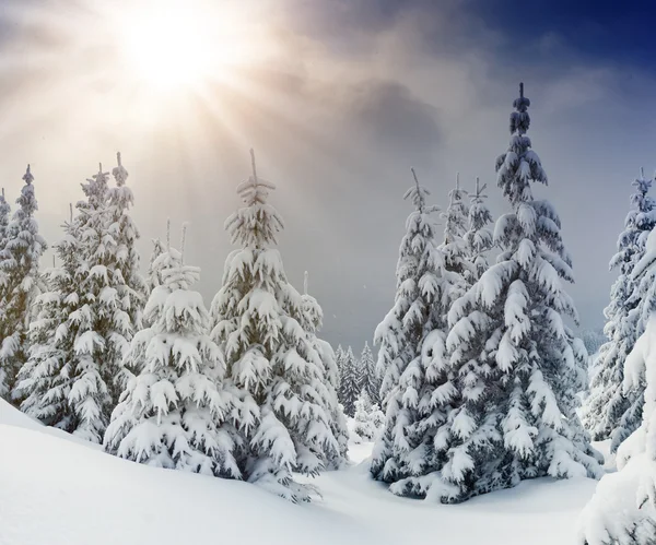 Alberi ricoperti di brina — Foto Stock