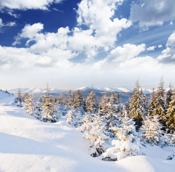 Alberi ricoperti di brina — Foto Stock