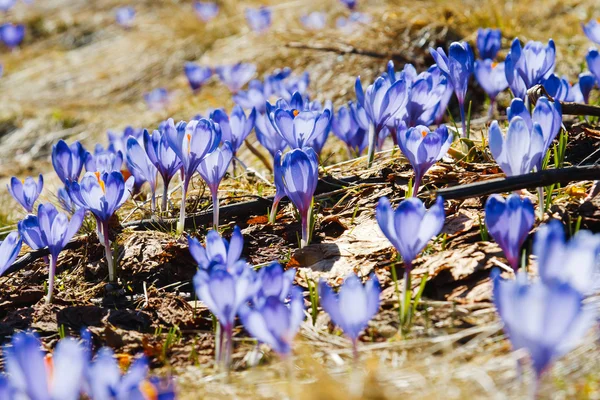 Krokus — Zdjęcie stockowe