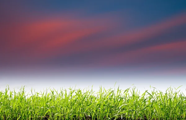 Západ slunce nad polem s trávou — Stock fotografie