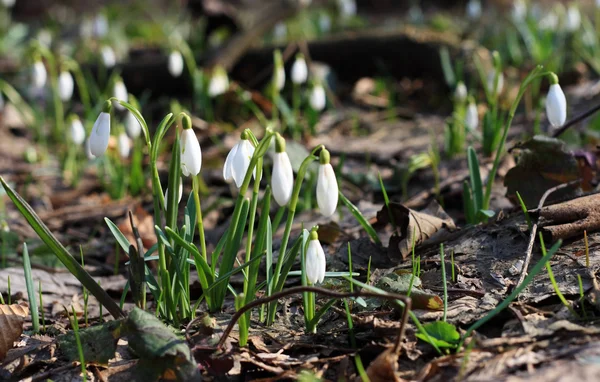 Snowdrops — Stock Photo, Image