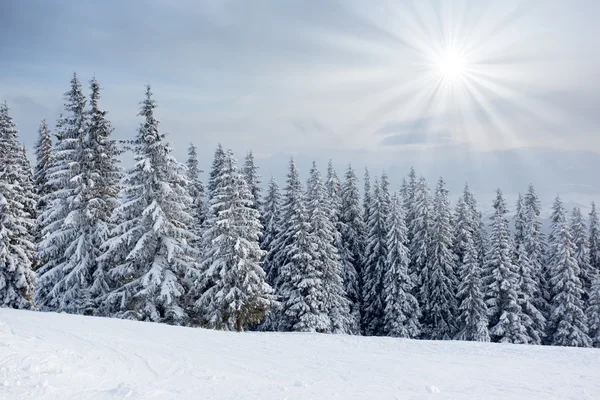 Bäume mit Raureif bedeckt — Stockfoto