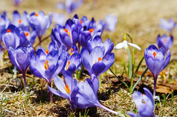 Crocus bloemen — Stockfoto