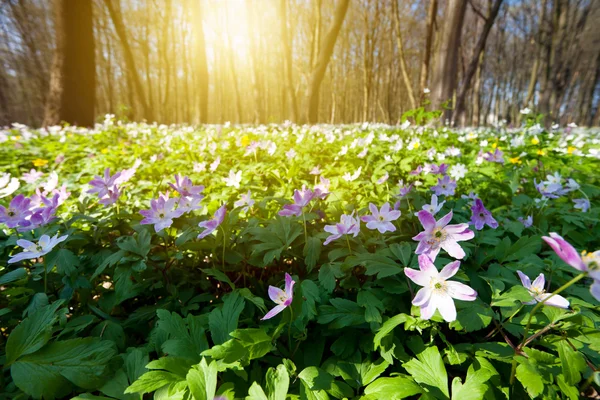 Lasu z pięknymi kwiatami — Zdjęcie stockowe