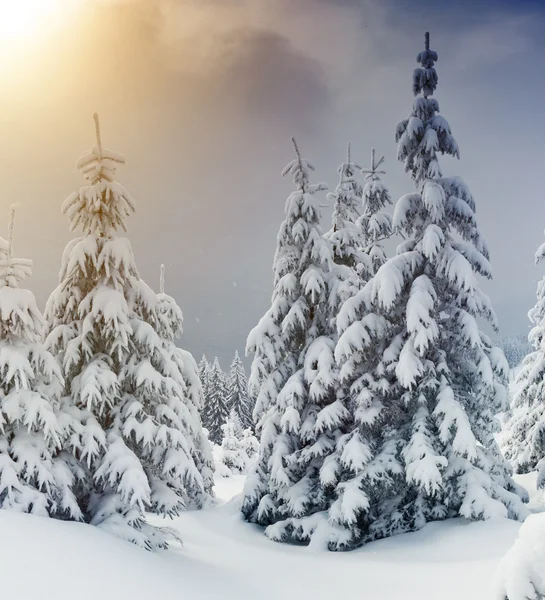 Träd täckta med hesparfrost — Stockfoto